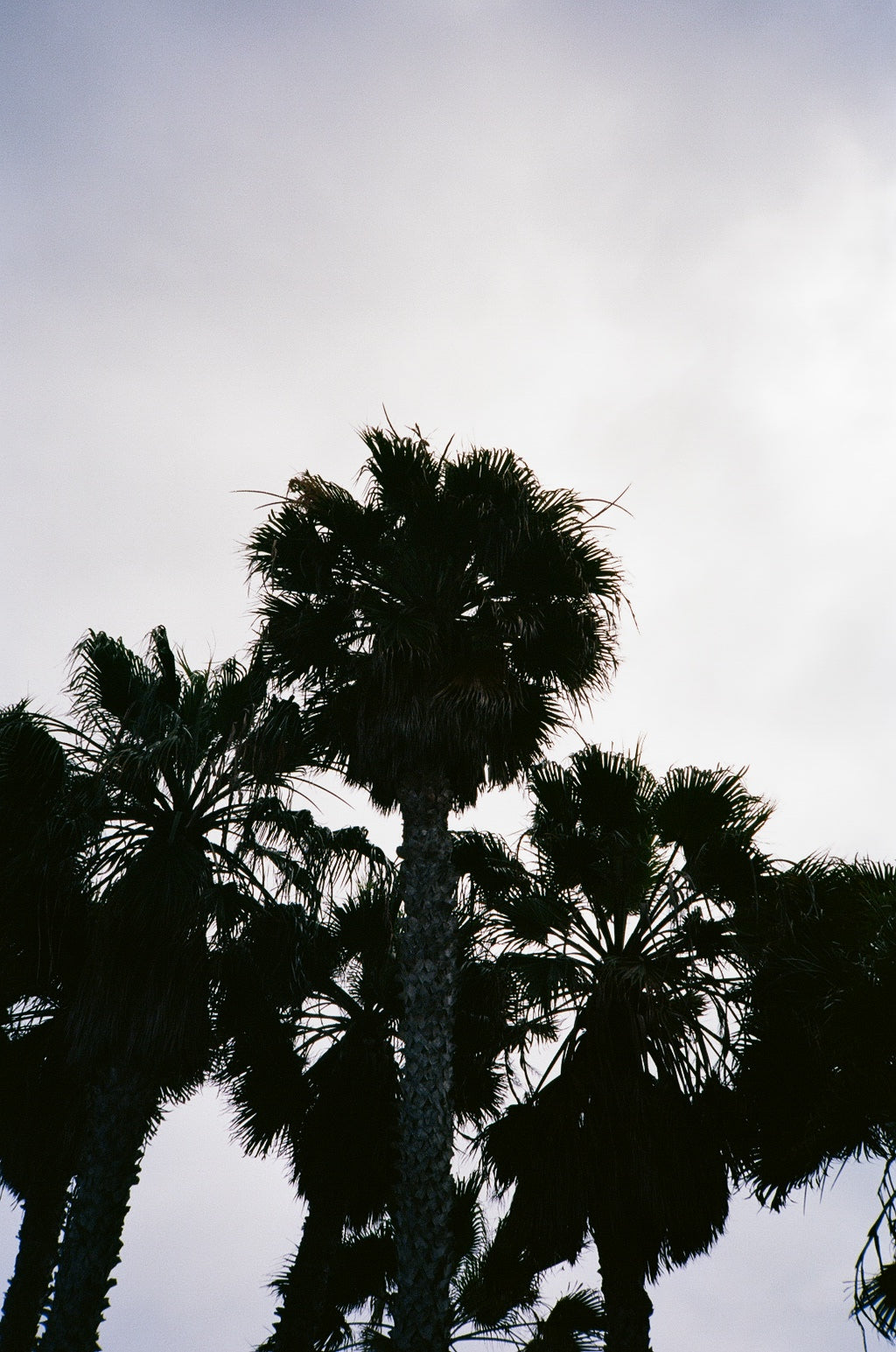 Palm Trees