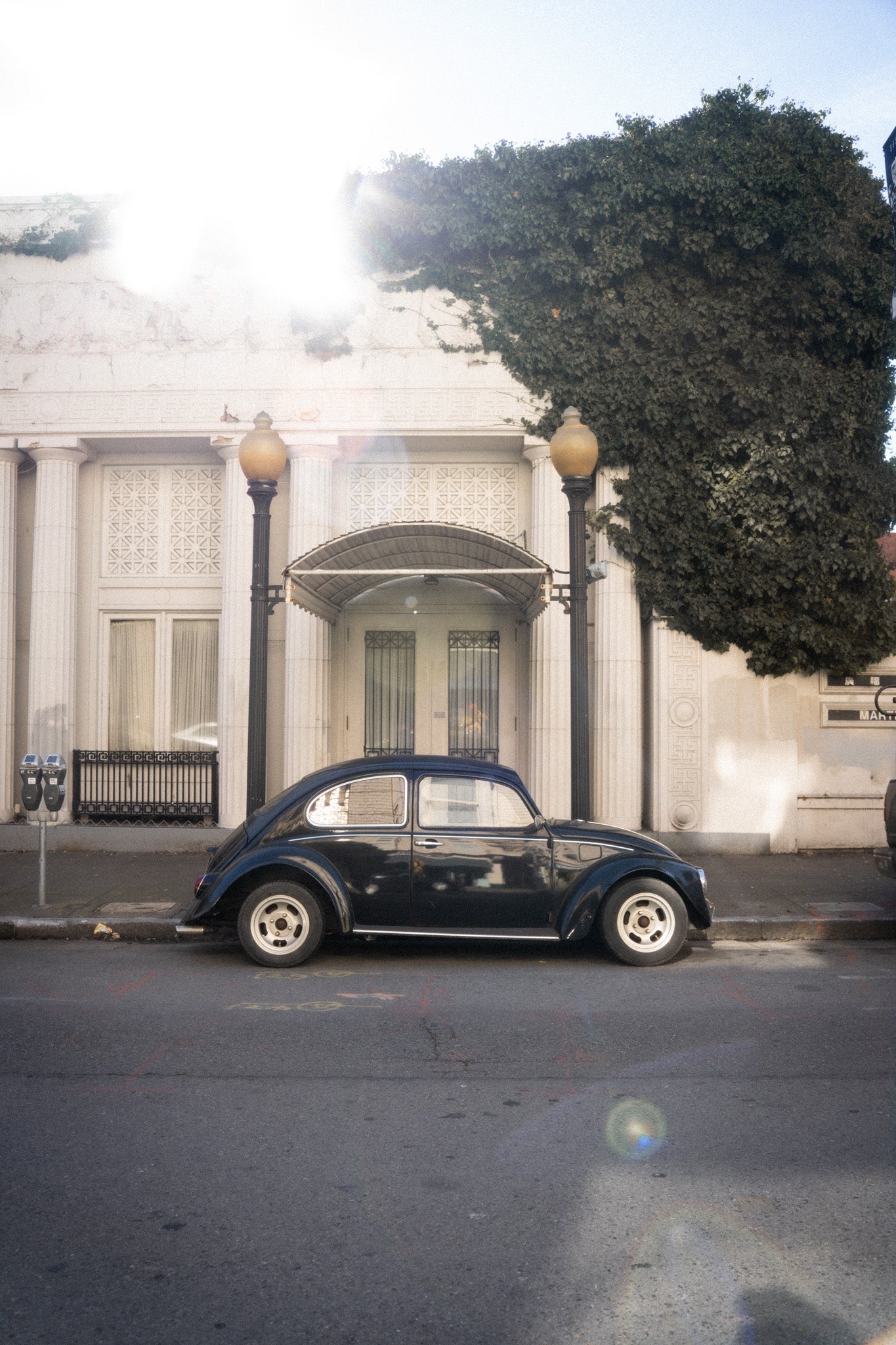 Black beetle
