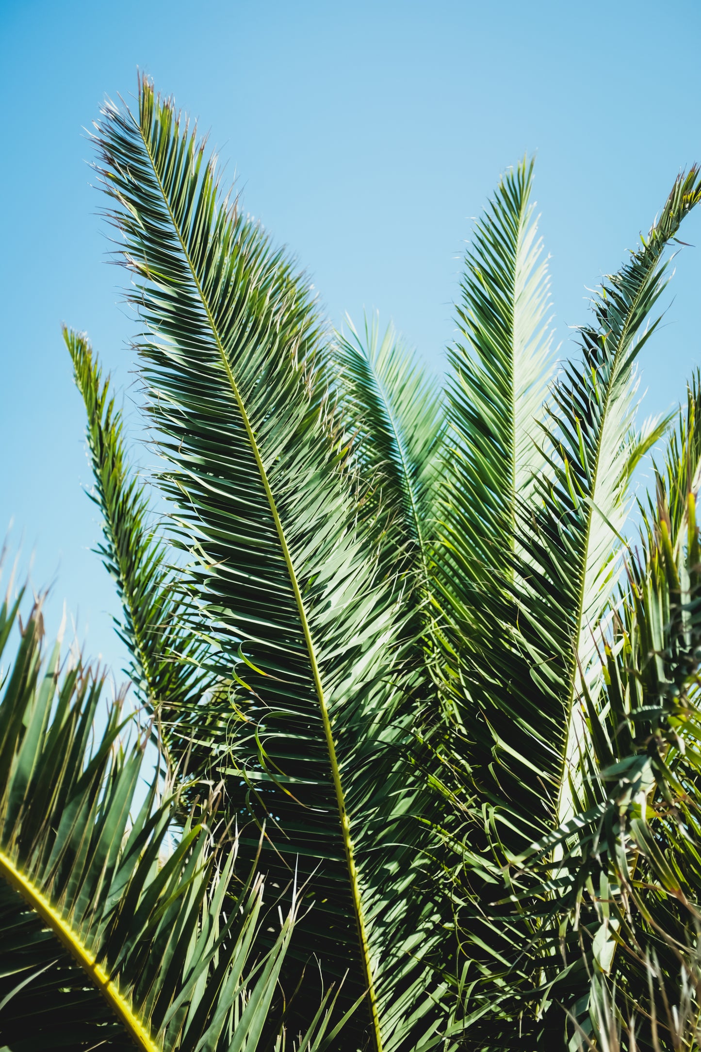 Palm Leaves
