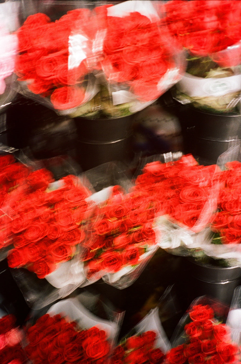 Roses are Red