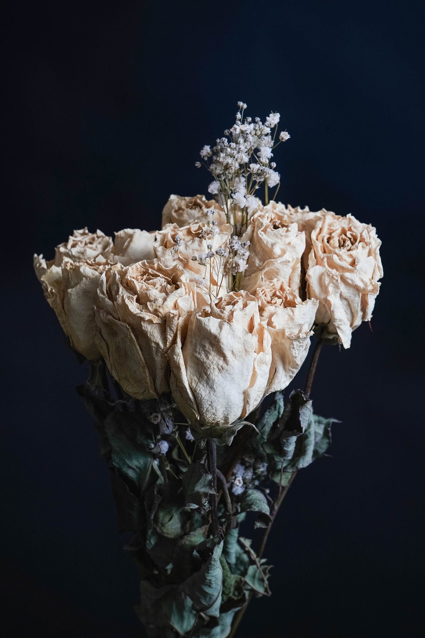 Roses Are Beautiful